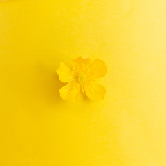 Little yellow flower on yellow background, color concept, hue