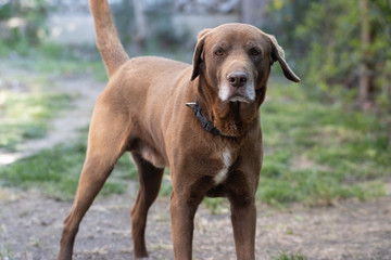 Chocolate Labrador Dog Laying on Grass Outdoors