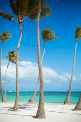 palm trees on the beach