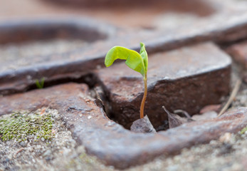Green plant growing in a metal manhole.