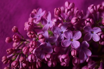 Naklejka na ściany i meble Spring flowers - purple lilac (Syringa vulgaris)