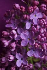 Spring flowers - purple lilac (Syringa vulgaris)