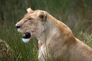 Löwen Porträt