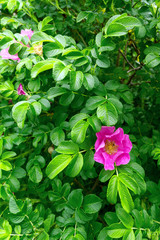 red flower wild rose against the green