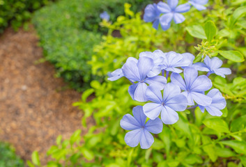 Close-up (Plumbago auriculata) flower in the garden