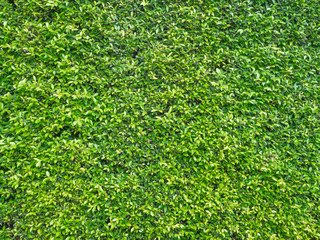 Green leaf background