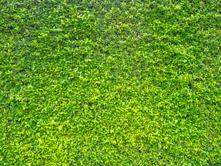 Green leaf background