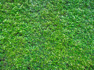 Green leaf background