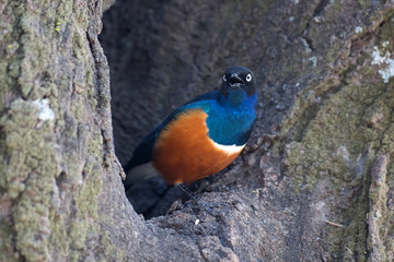 Dreifarben-Glanzstar