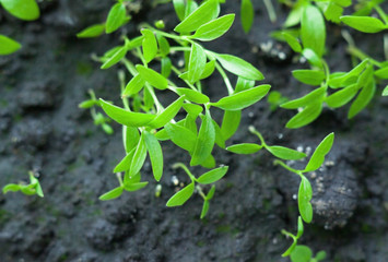 Growing the parsley.