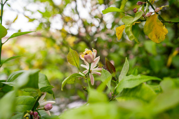 Fiori di limone