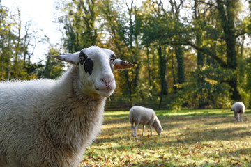 Schafe draußen im Park