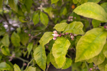 Fiori di limone