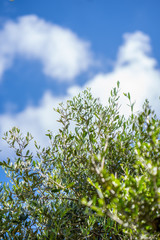 Fototapeta premium Guardando all'insù attraverso le fronte degli olivi verso il cielo azzurro