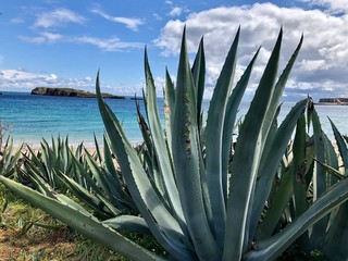 aloe vera plant