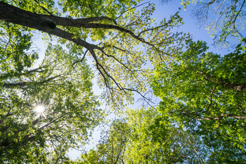 Bäume im Wald oder Park im Frühling