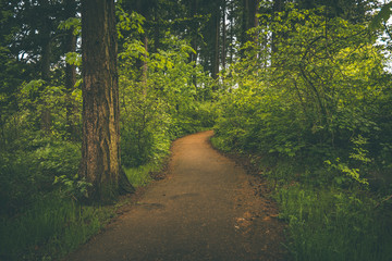 Walking path trail through lush forest setting