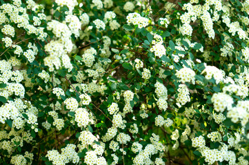 Beautiful flowering bush, white small flowers.