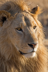 Löwen Porträt