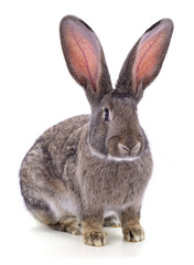 One brown rabbit.