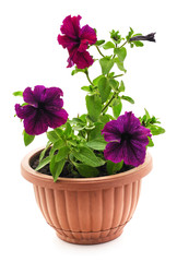Three petunias in pots.