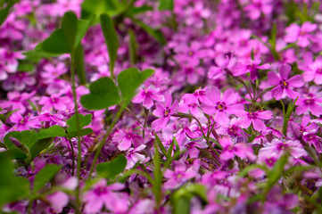 Beautiful purple little flowers growing on the ground. Flowers in the spring.