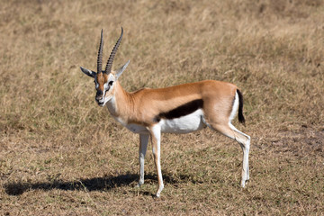 Thomson Gazelle