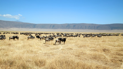 Fototapeta na wymiar Gnus im Mgorongoro Krater in Tansania