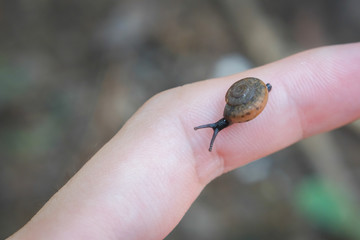 Small snail slowly crawling on finger hand close-up.