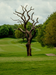 Fototapeta premium EMPTY GOLF COURSE