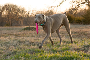 Weimaraner dog carrying a pink frisbee on a winter evening at sunset
