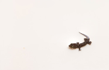 A small polka-dot lizard cub stands on a white ground.