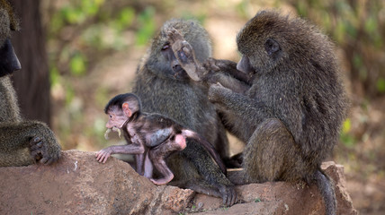Pavian Baby