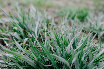 Green grass in the wind  in the village close-up. Ecology of the planet. Farm plants
