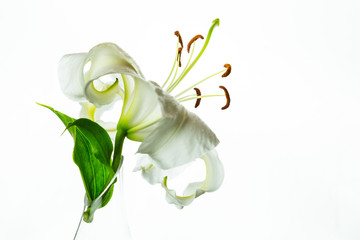 white lily on a white background