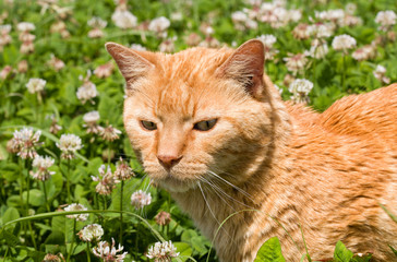 Ginger tabby cat walking in tall clover among white flowers on a sunny summer day
