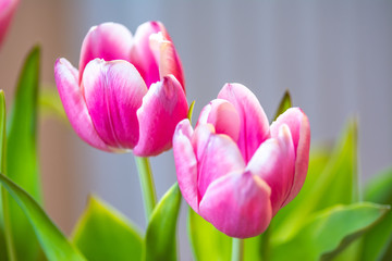 Fototapeta premium Pink tulips in the room
