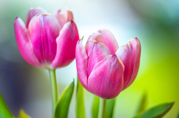 Pink tulips in spring garden