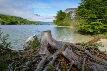 Green Bohinj lake shores in Slovenia
