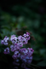 bright saturated flowers of lilac