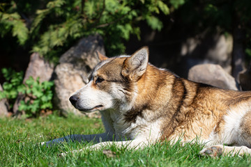 Portrait of a husky dog lying on the grass.