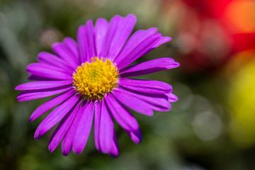 Alpine Aster or aster Alpinus, with purple violet petals and golden yellow stigma, style and ovules.