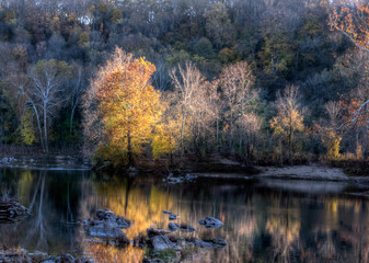 Yellow Tree Lit Up At Sunset