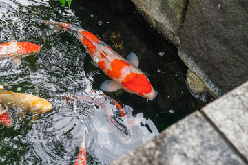 Multi-colored large carps swim in the pond of Ueno Park in Tokyo in summer