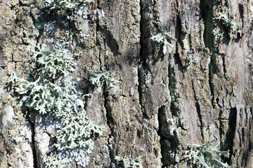 old oak tree bark texture with moss