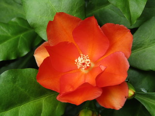 Obraz premium Flower of cactus plants or kalli plant