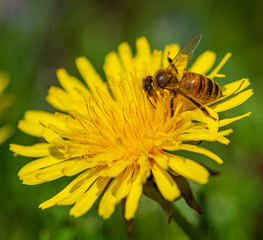 Bee and Dandelion Wide Shot