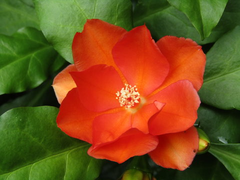 Flower of cactus plants or kalli plant