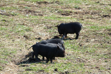 four cute little black piglets on the field