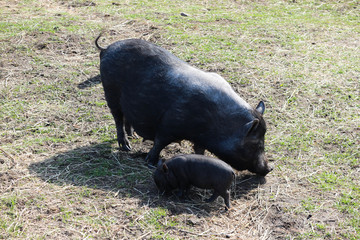 Black pig with little piglet on the meadow close up